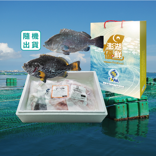 大藍(黃)瓜石斑全魚分切禮盒3kg/尾(免運)