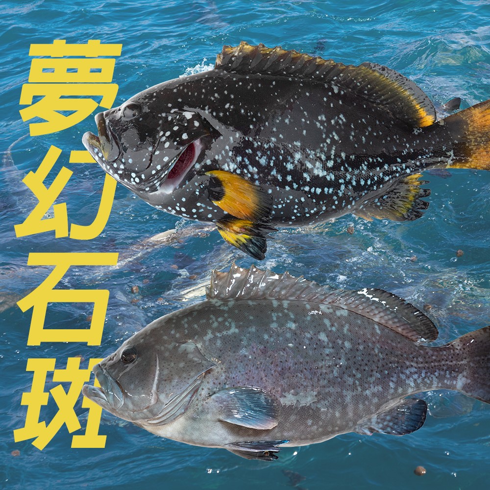 澎湖藍(黃)瓜石斑魚半月切 100g