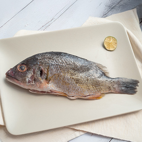 澎湖潮間帶養殖黑點笛鯛300g