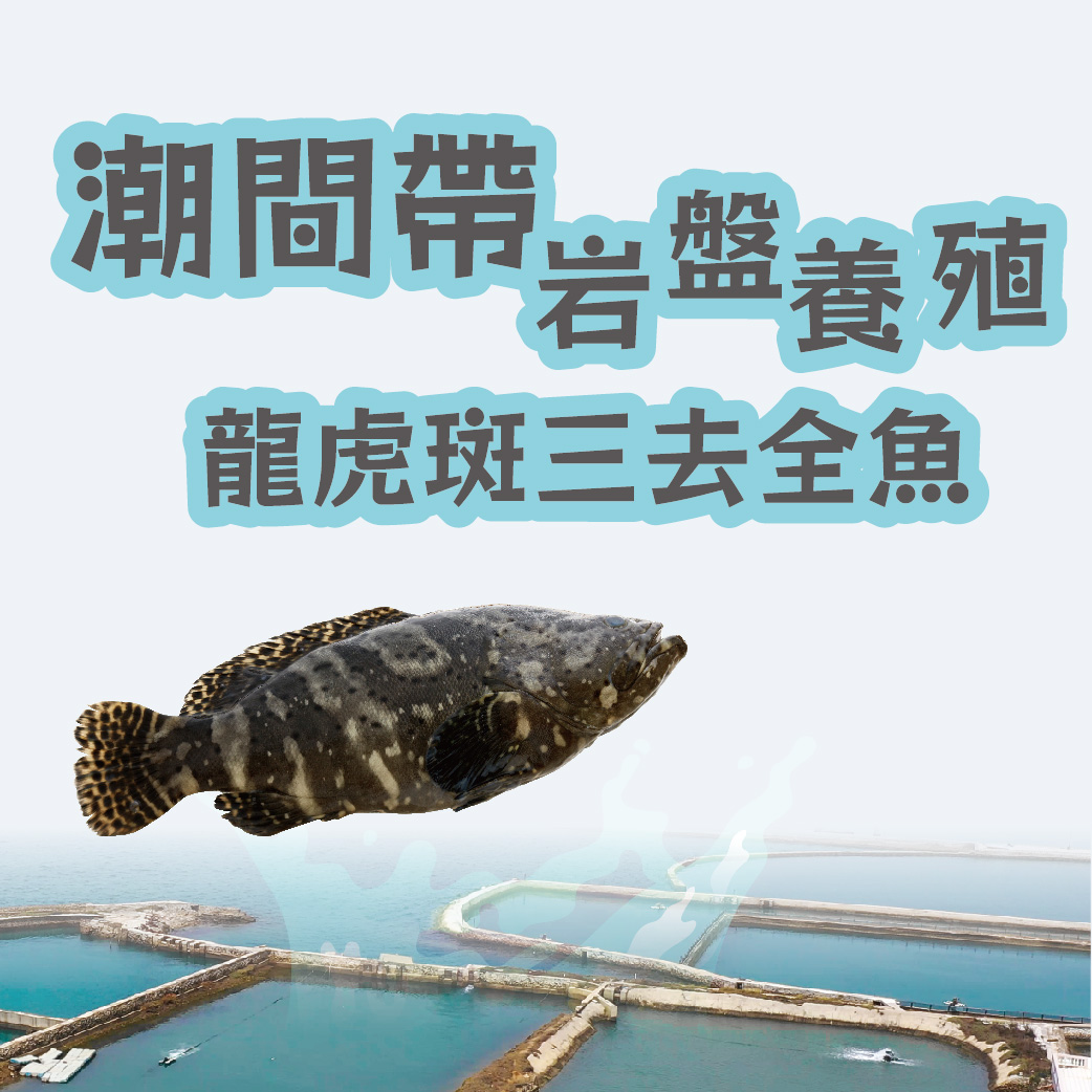【天和鮮物X澎湖優鮮】潮間帶岩盤養殖龍虎斑三去全魚(600g)
